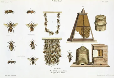Bienen und Imkerei, aus 